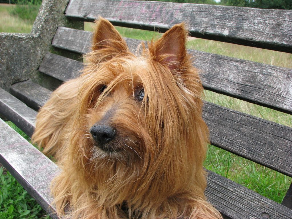 Dog Poop Pickup in Zionsville Indiana