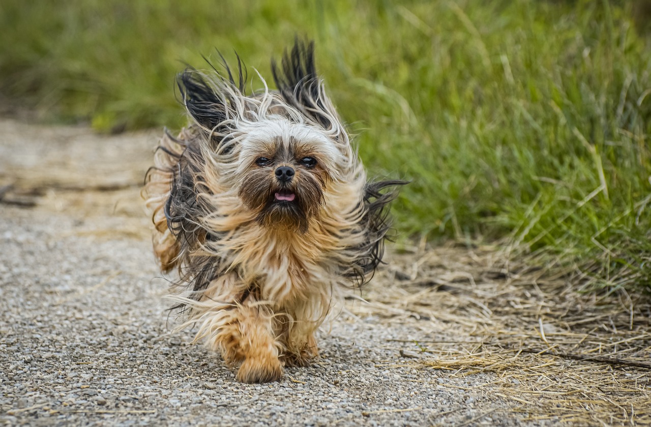 Dog Poop Pickup in Zionsville Indiana