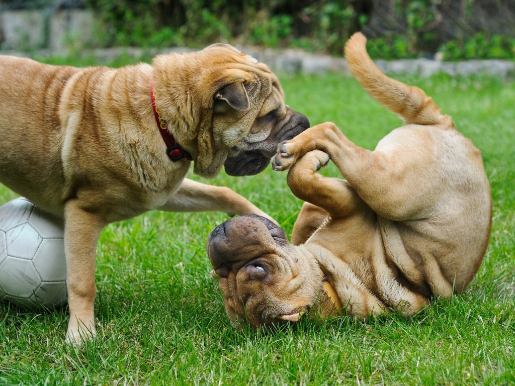 Dog Poop Pickup in Zionsville Indiana