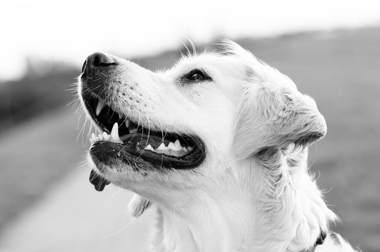 Dog Poop Pickup in Zionsville Indiana