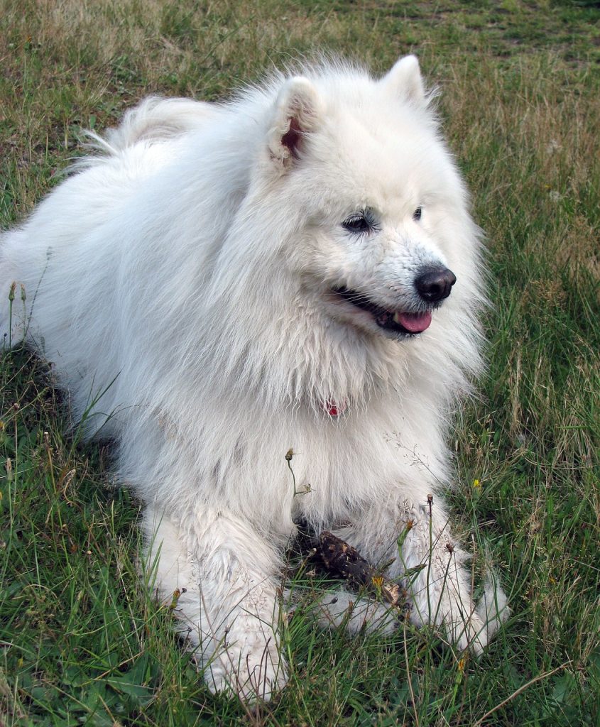 Dog Poop Pickup in Zionsville Indiana